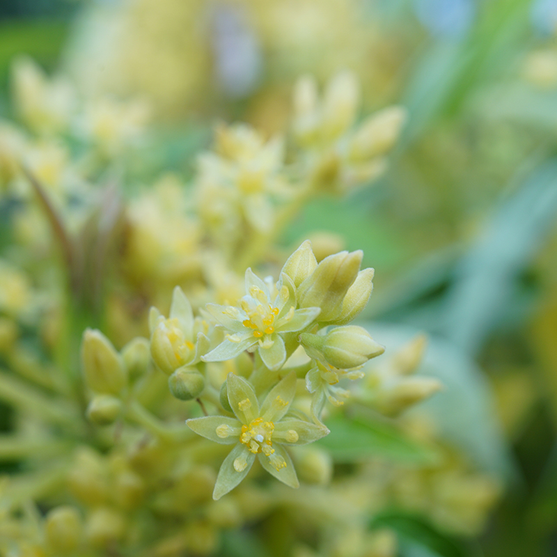 国産アボカドの花が開花した様子。アボカドの小さな花の拡大写真