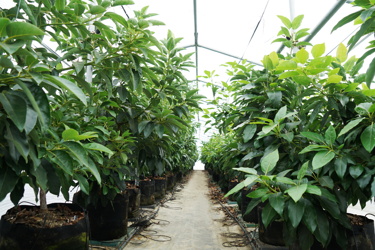 温室内で栽培される国産アボカドの木。鉢植えで大切に育てられる栽培風景。